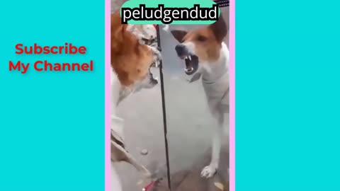 Funny Animal Videos-Cute and Funny Animals Videos #2