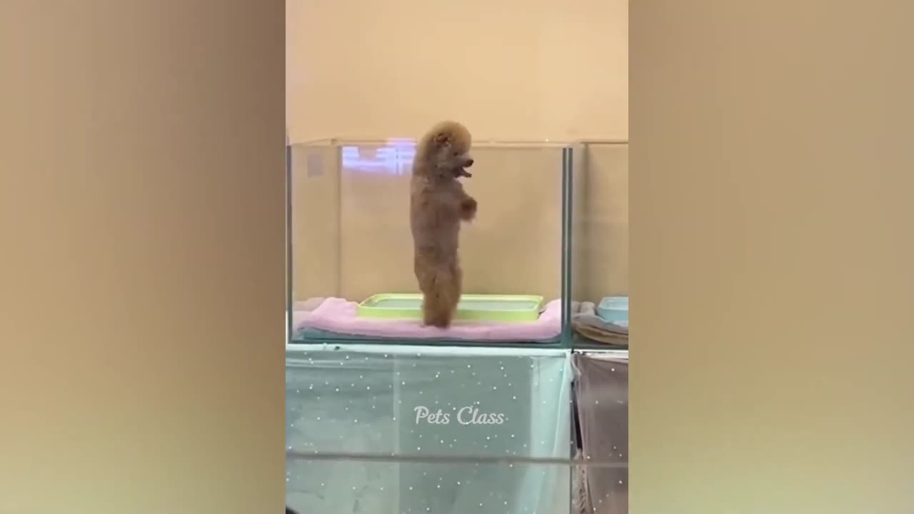 2025 Best Funniest Cats and Dogs Memes Try Not to Laugh Challenge
