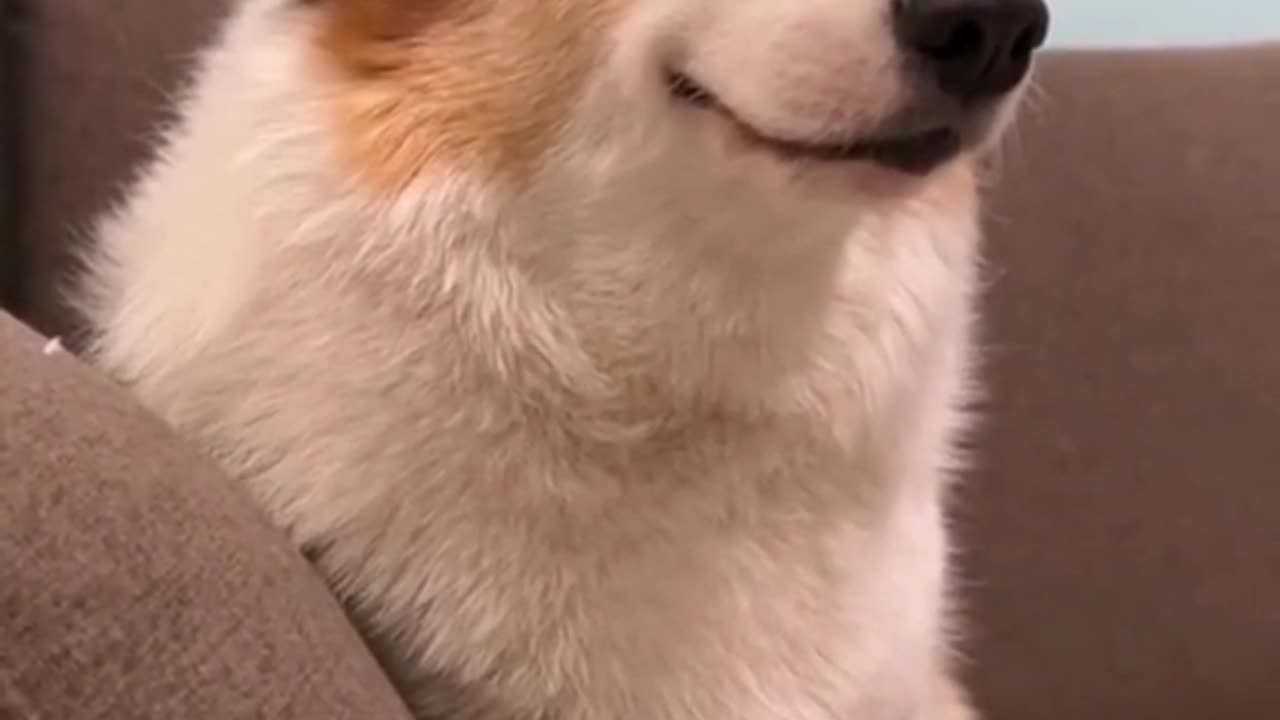 a dog that seduces people