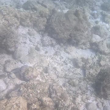 Beautiful Day of Snorkeling