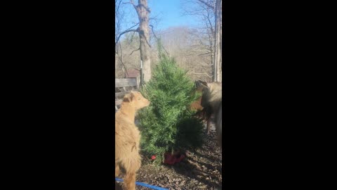 After christmas tradition