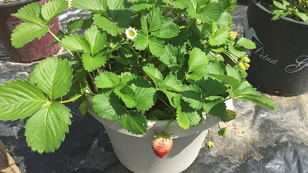 Charlotte Strawberries Turning Red 3/26/25