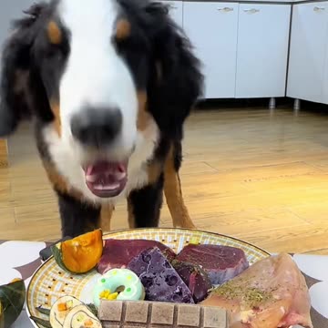 "A Dog's Funny Mealtime Routine"