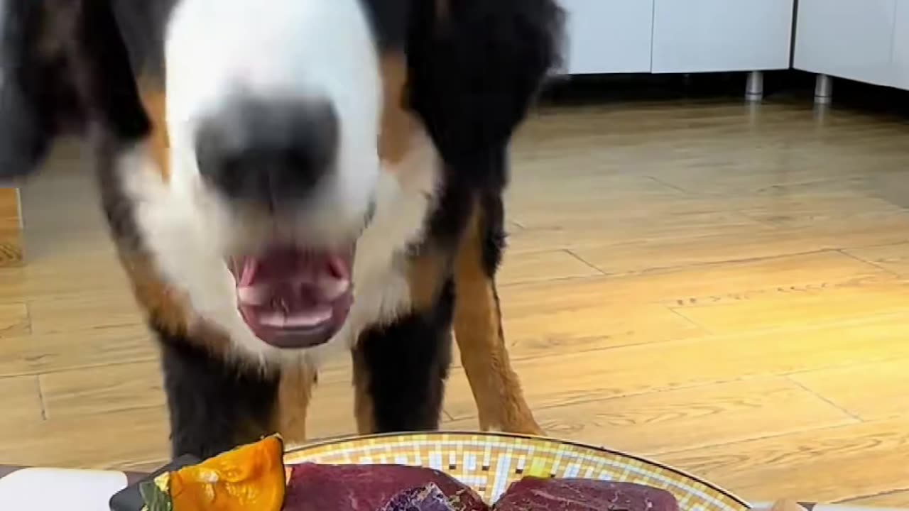 "A Dog's Funny Mealtime Routine"