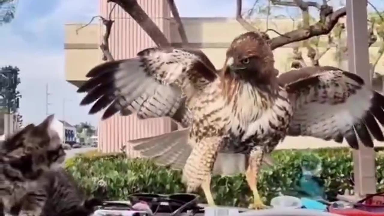 Hawk trying to get a kitty