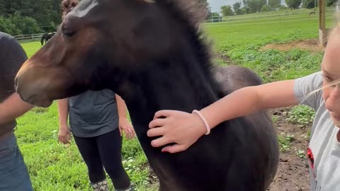 Sweet Baby Horse Loves Scritches