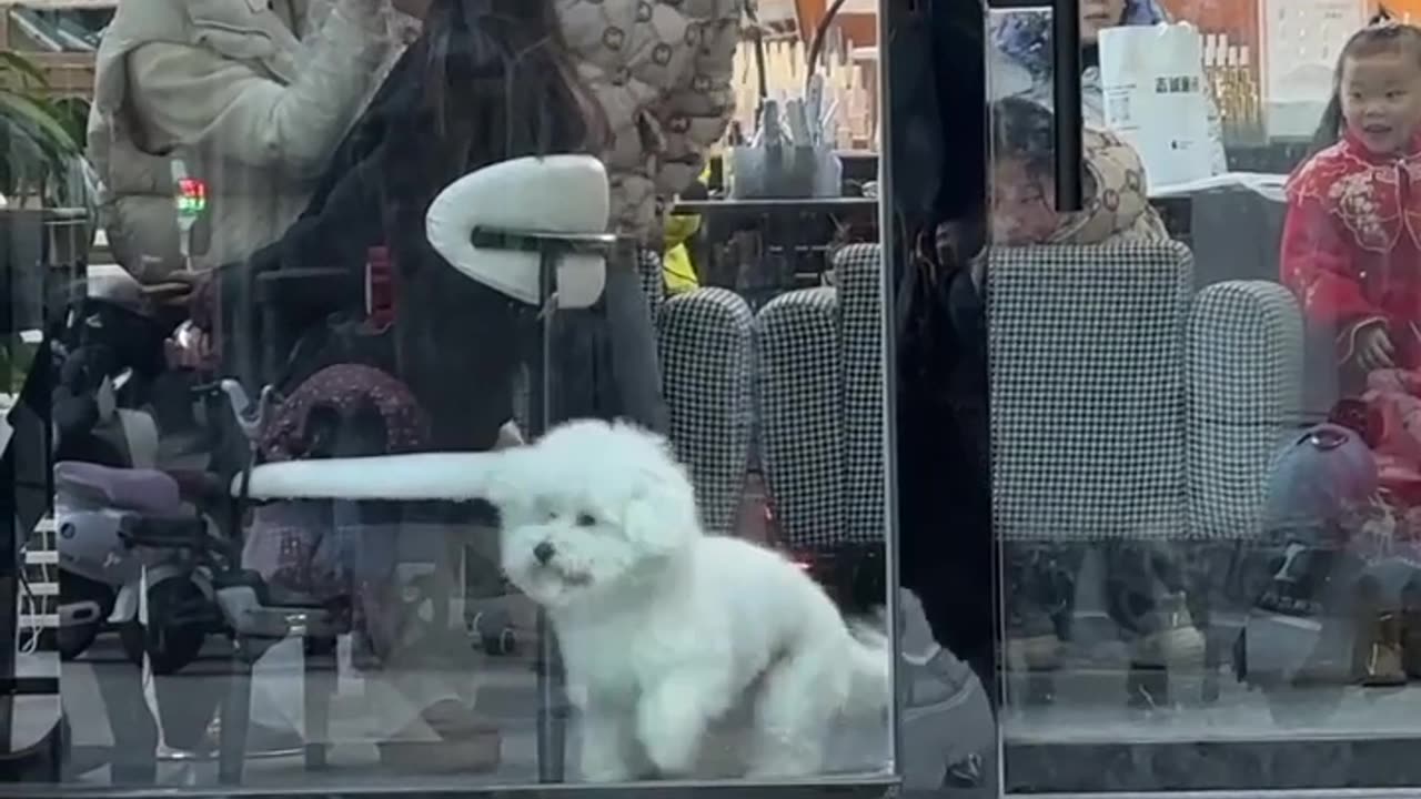 Small Dog, Big Leap