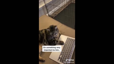 The big secret of my cat that steals your heart! See it