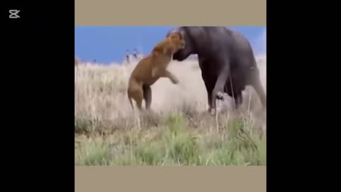Wild Animal Attacks
