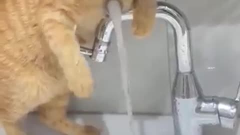 Funny Animal video