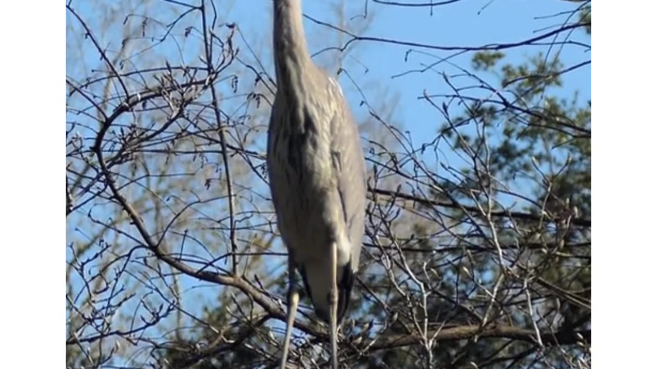 Another Very Unexpected Visitor -GBH