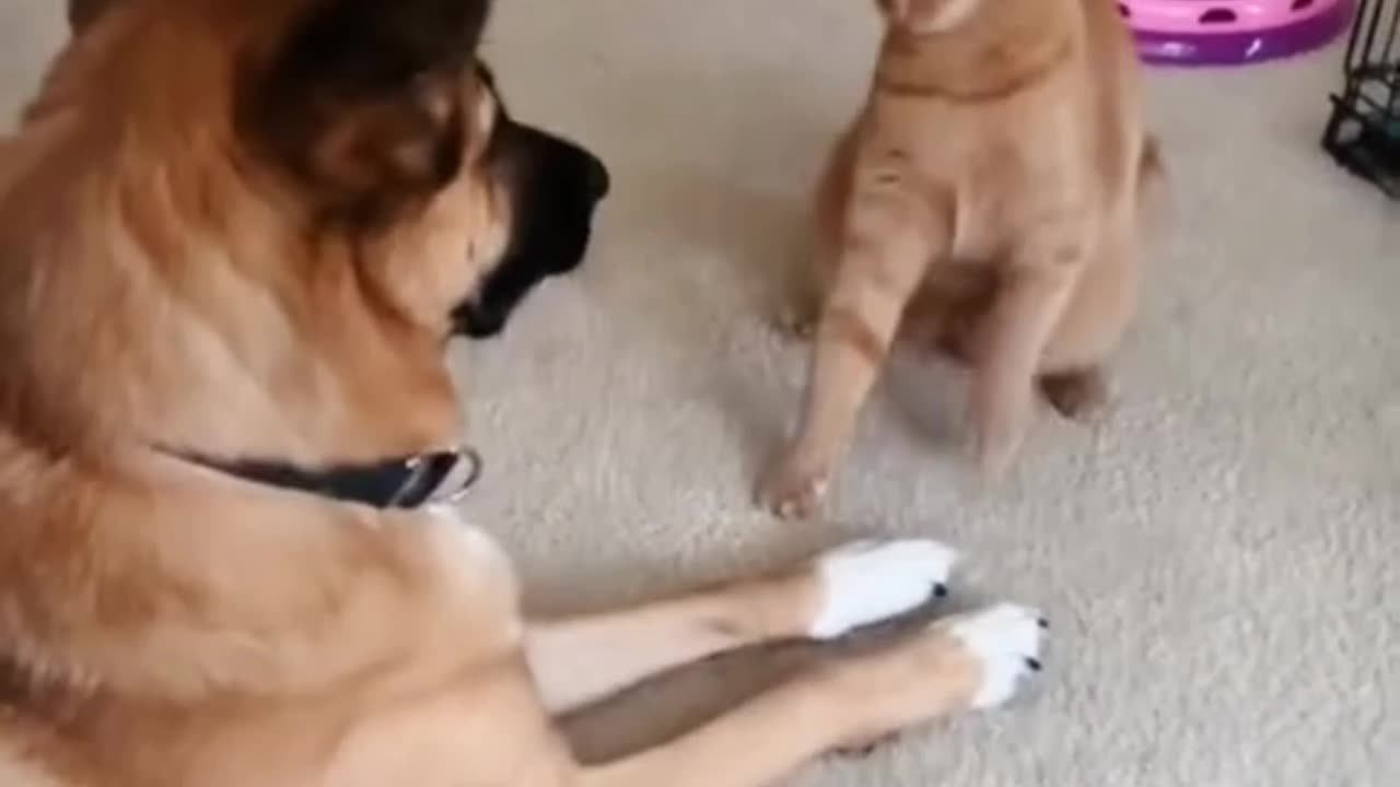 Bully Cats vs Dogs