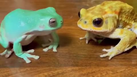 Beware! This Frog’s Touch Can Be Fatal!