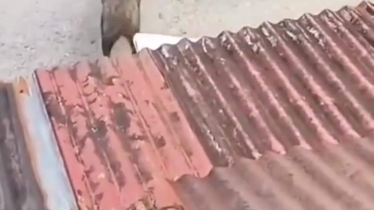 Wild boar attack on a human