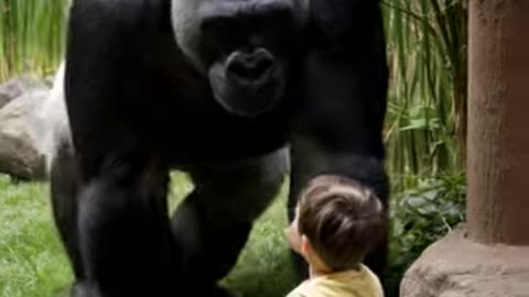 Child Falls into Gorilla Enclosure – Heart-Stopping Moment with Unexpected Outcome