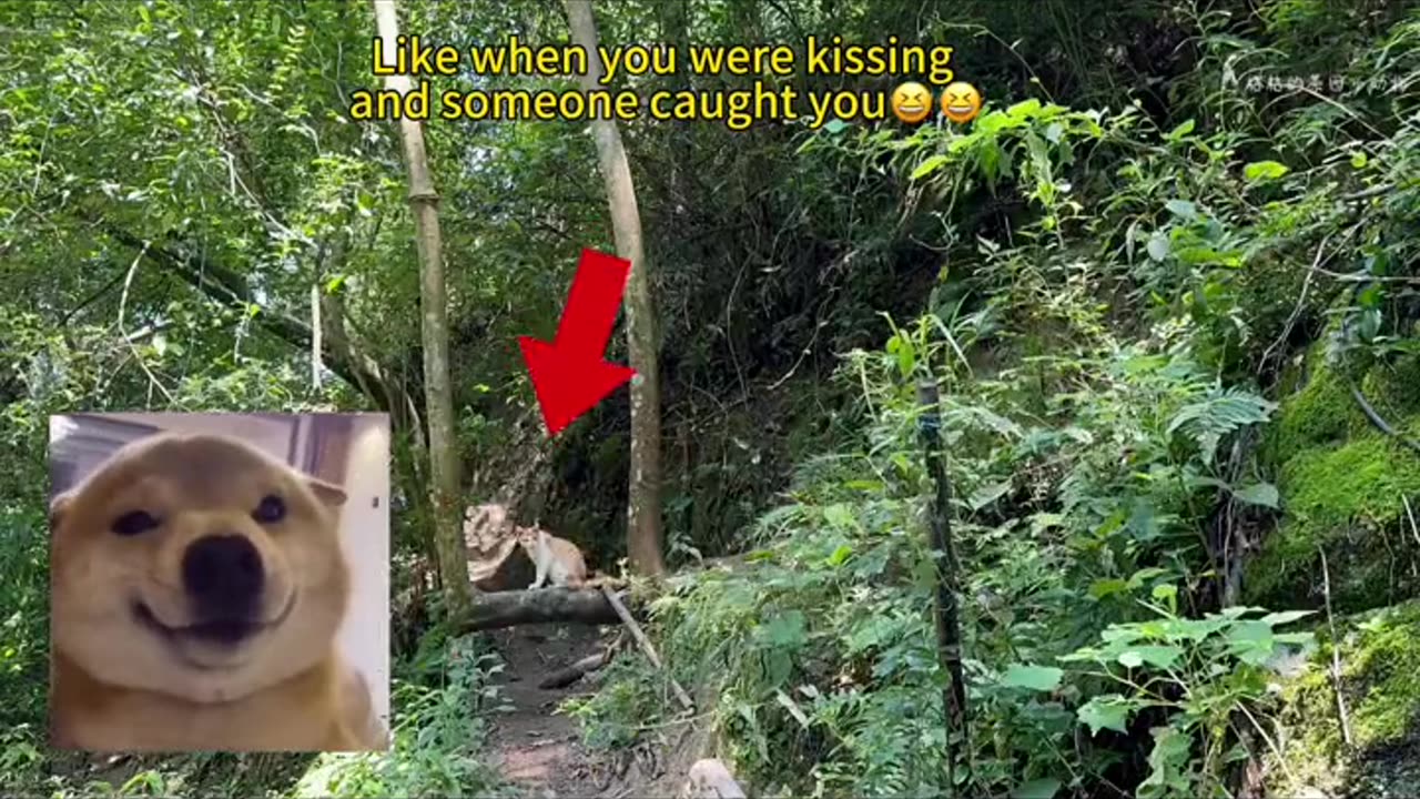 Viral Cute Pet Funny Video