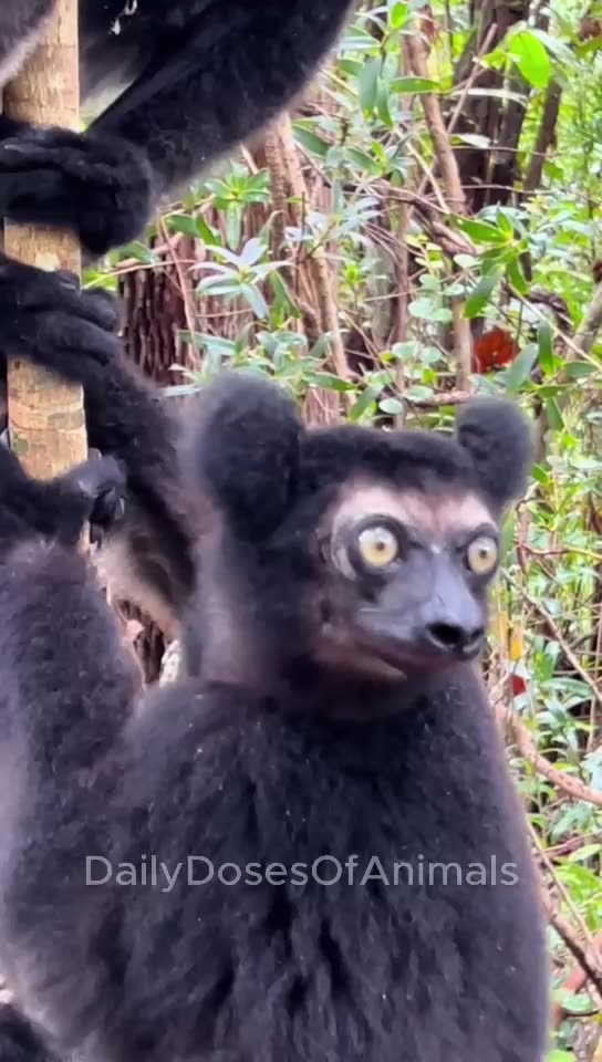 Weird and Funny Animals 😅😁😁😁