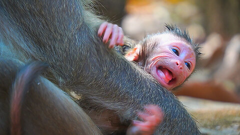 Baby Monkey JETT Screaming Loudly When Mom Not Hugs Him Well