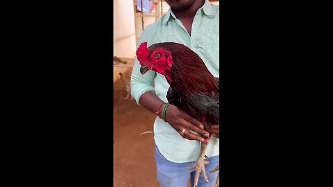 நாட்டு சேவல் கரி சாப்பிட்டு இருக்கீங்களா _ Karthi Kochai Kadai #shorts #ramkannan