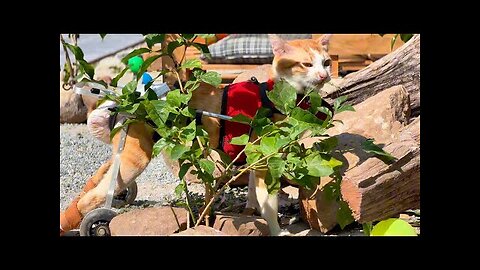 Tony don't destroy the flowers??? Tony destroyed the plants and ran quickly while I came.