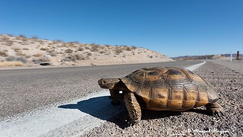 OS EXILADOS DE CAPELA - AS 13 FAMÍLIAS DINÁSTICAS: A TARTARUGA DO DESERTO