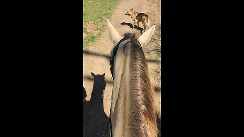 which side of your horse's Brain are you riding?