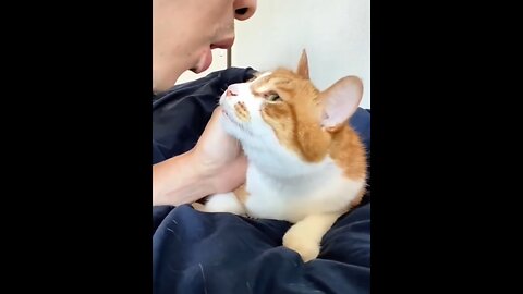 funniest cats ever