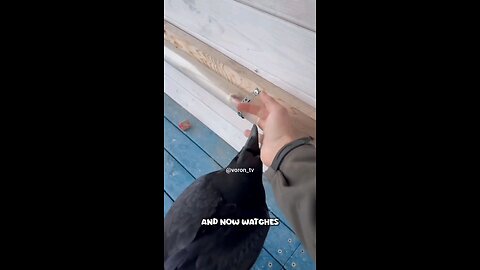 Genius Crow Uses a Stick to Get Food – You Won’t Believe It!"