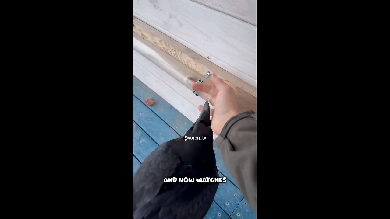 Genius Crow Uses a Stick to Get Food – You Won’t Believe It!"