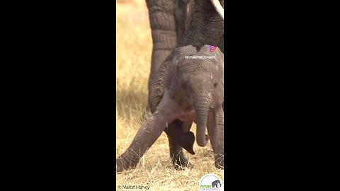 elephent baby