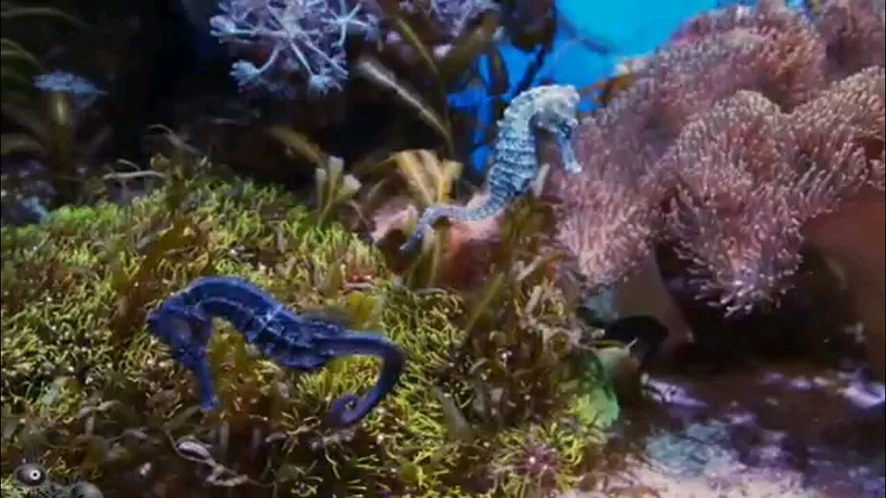 Under water animals life