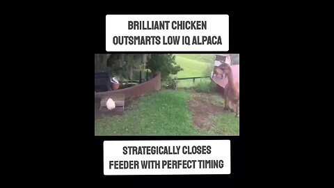 Chicken Demonstrates Superior Intelligence