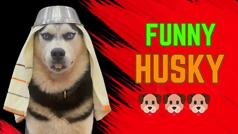 Funny Husky 🐶