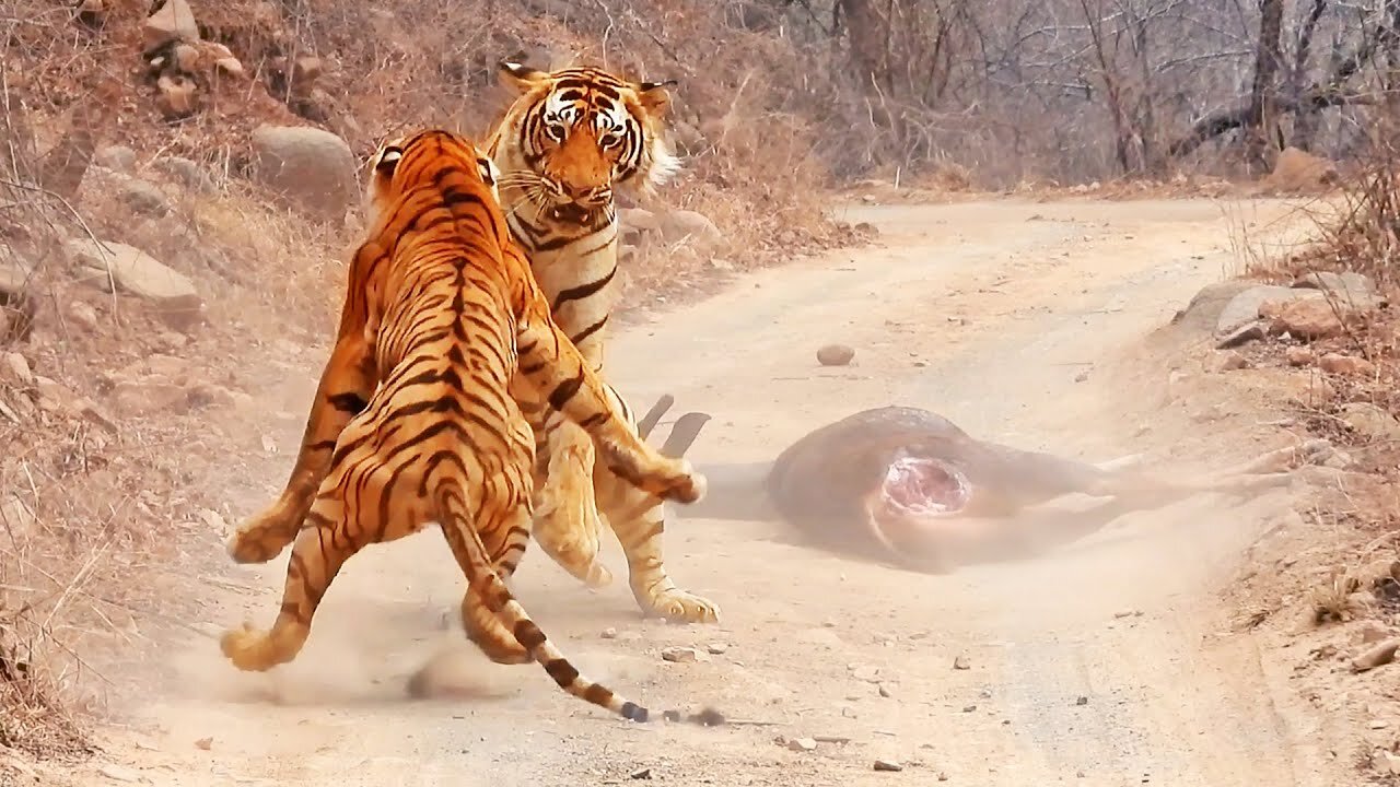 The Bold Tigress: A Daring Attempt to Steal a Giant’s Feast"