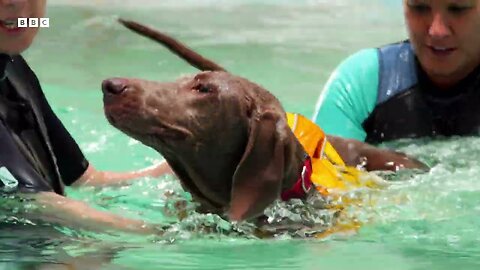 Anxious Dog Goes Swimming For The First Time