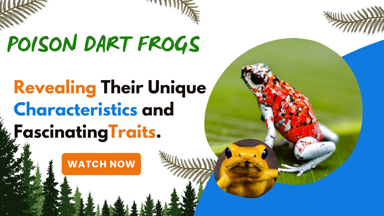 Poison Dart Frogs, Revealing Their Unique Characteristics and Fascinating Traits.