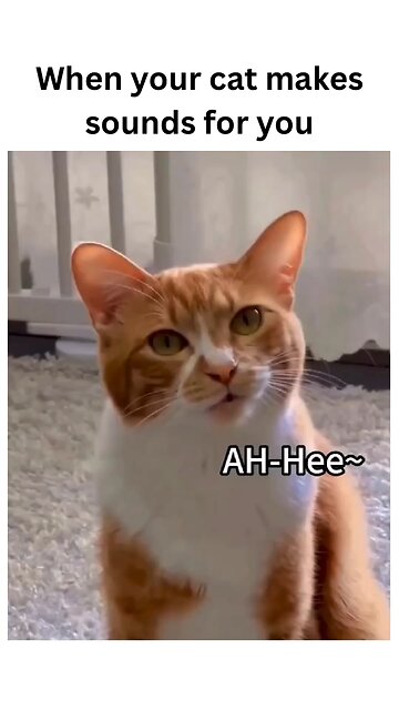 When your cat’s meow turns into a full-on conversation! 🐾🎶 Who needs words when you have cat 🐈‍⬛