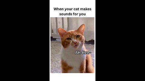 When your cat’s meow turns into a full-on conversation! 🐾🎶 Who needs words when you have cat 🐈‍⬛