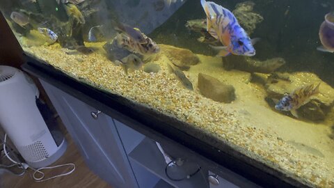 Cichlids side view.