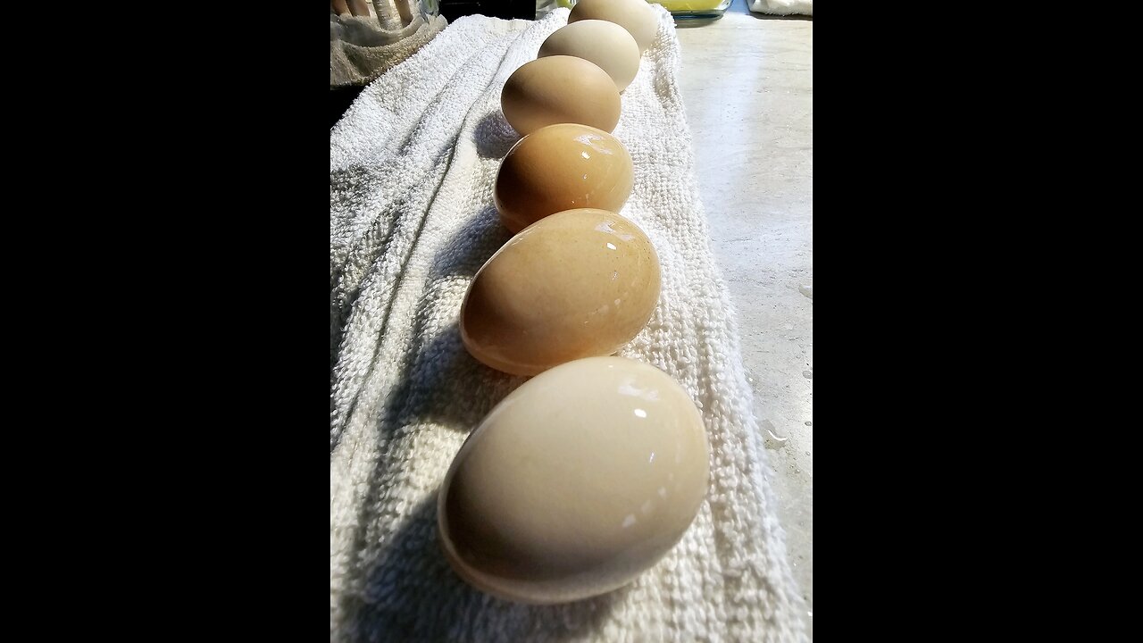 How to wash Farm Fresh eggs