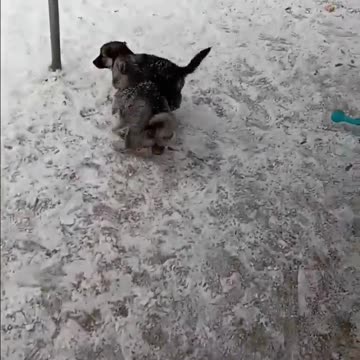 #dogs #pets #puppy #puppies #life