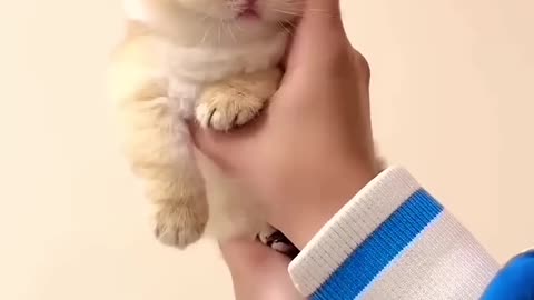 My doll cat baby🐱❤️