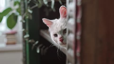 5 Facts about Cats