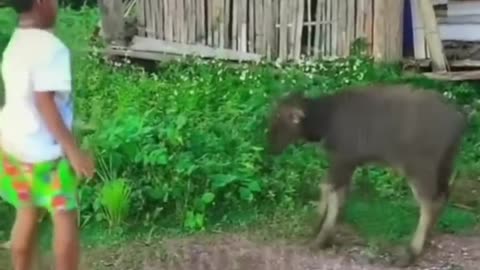 most funny animal time 😂😂😂😂