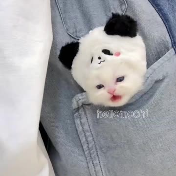 Discovered your little kitten❤️😺_hellomochi FL _cat _kucing _kitten