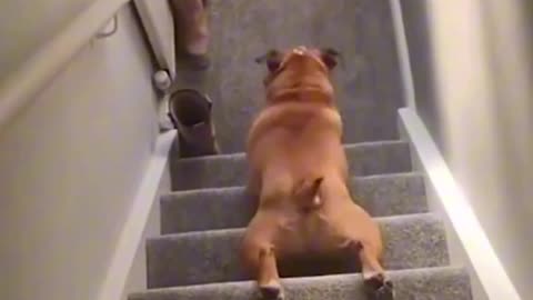 When dogs go down the stairs:🤣🤣🤣