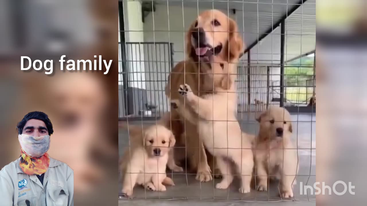 Dog family