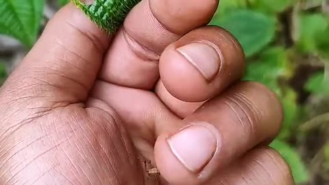 SUPER cute insects💖 animals