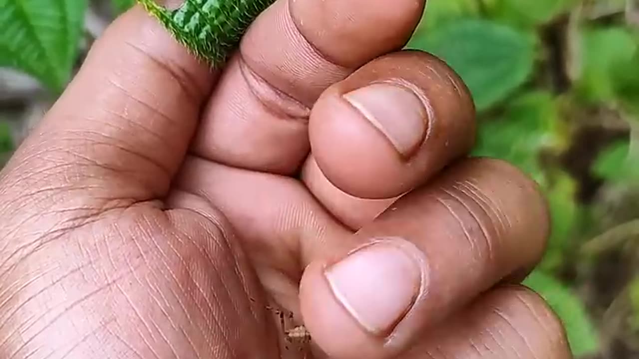 SUPER cute insects💖 animals