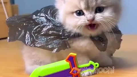 Discovered your little kitten❤️😺 #hellomochi #cat #kitten #kucing